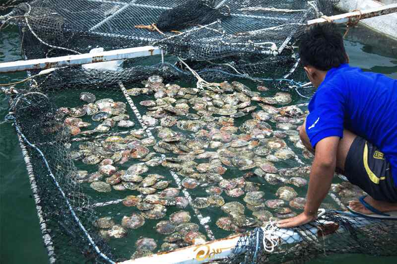 A man harvesting oysters at Amorn Phuket Pearl farm