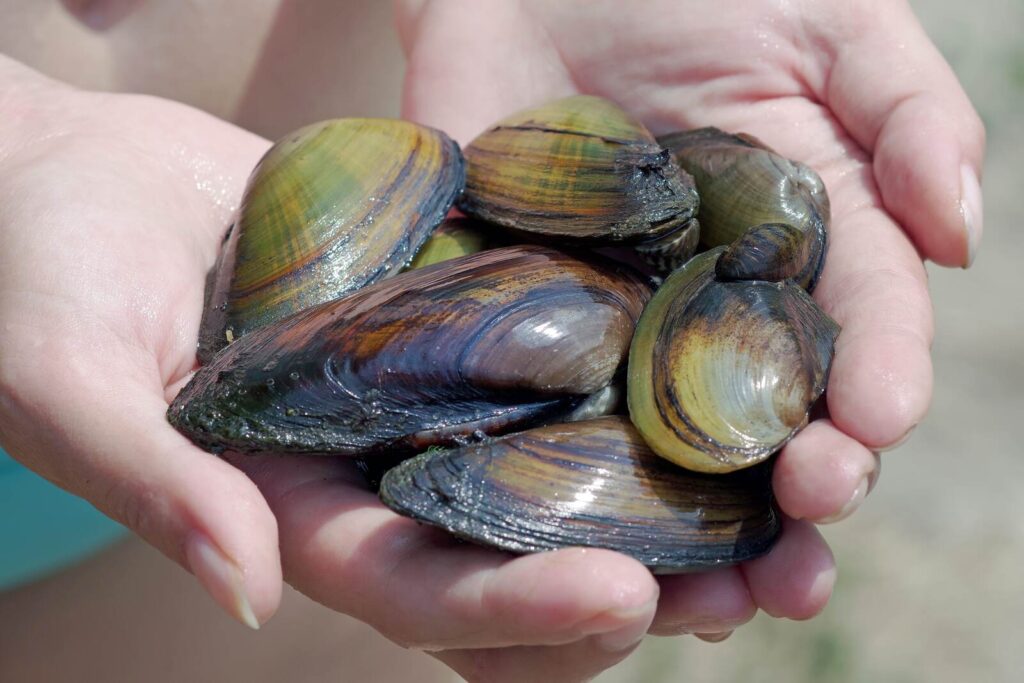 A handful of freshwater pearl mussels.