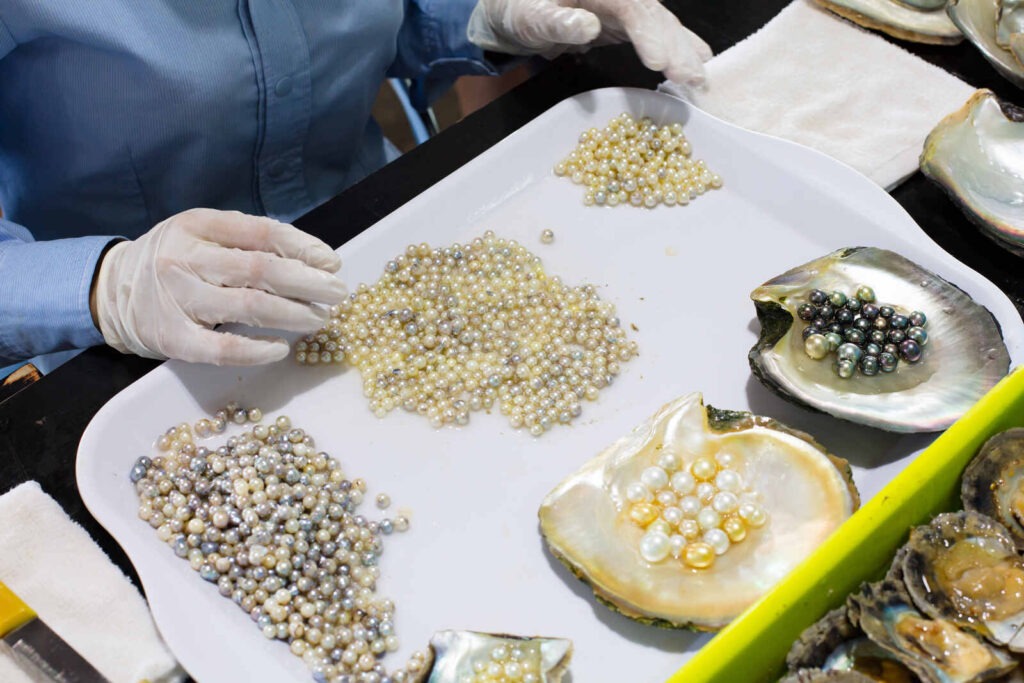 Saltwater and freshwater pearl farming use the same methods