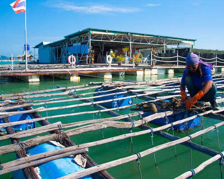 Things to do in Phuket include a visit to a pearl farm.