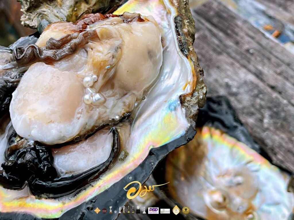 Freshly harvested pearls