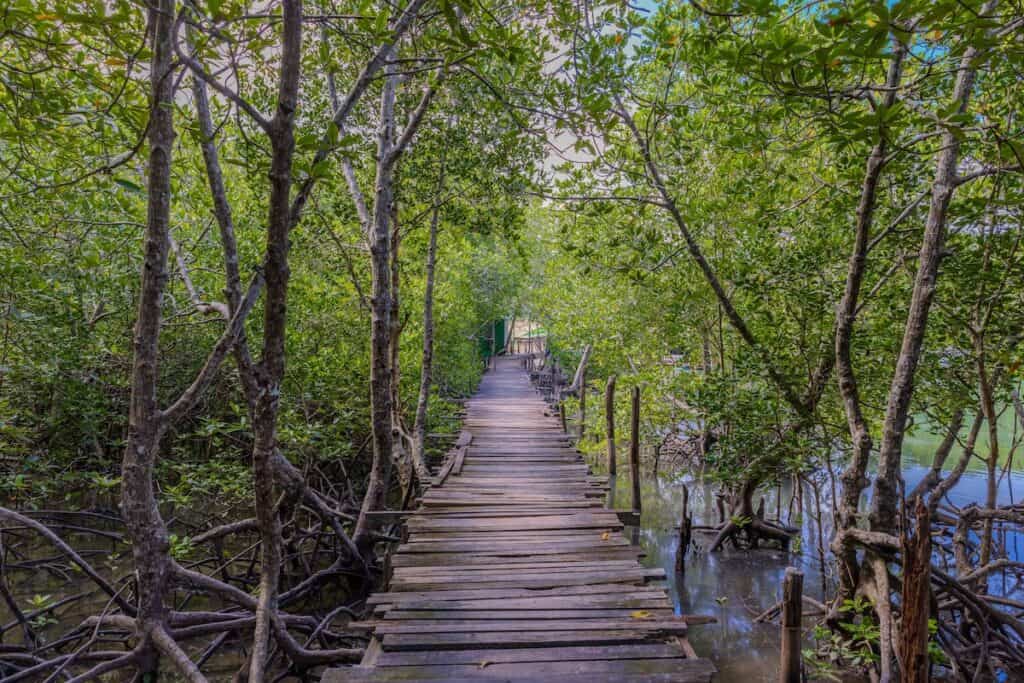 wooden walkway with rows of mangrove trees in Bang Rong