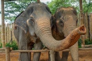 A pair of rescued elephants at an ethical elephant sanctuary in Patong, Phuket