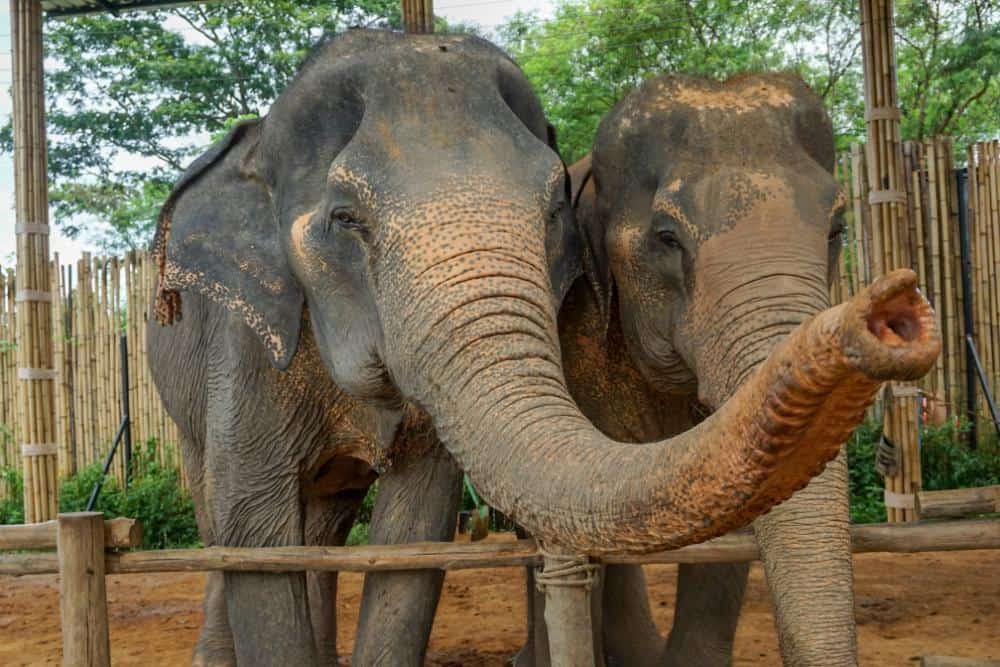 A pair of rescued elephants at an ethical elephant sanctuary in Patong, Phuket